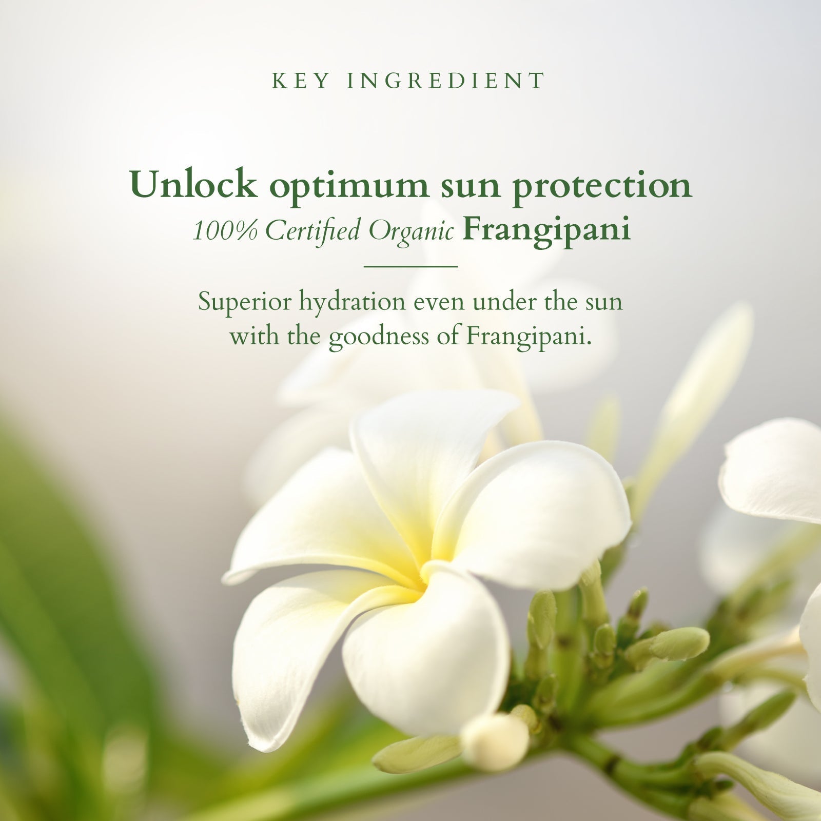 Lotus Organics+ Hydrating Gel Mineral Sunscreen SPF 30 PA+++ (100g) – Moisturize & Protect - Indicrest Buy at Indicrest Image 4
