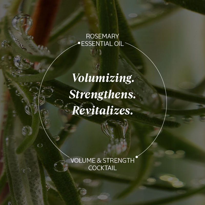 L'Occitane Volume & Strength Shampoo, 300ml
