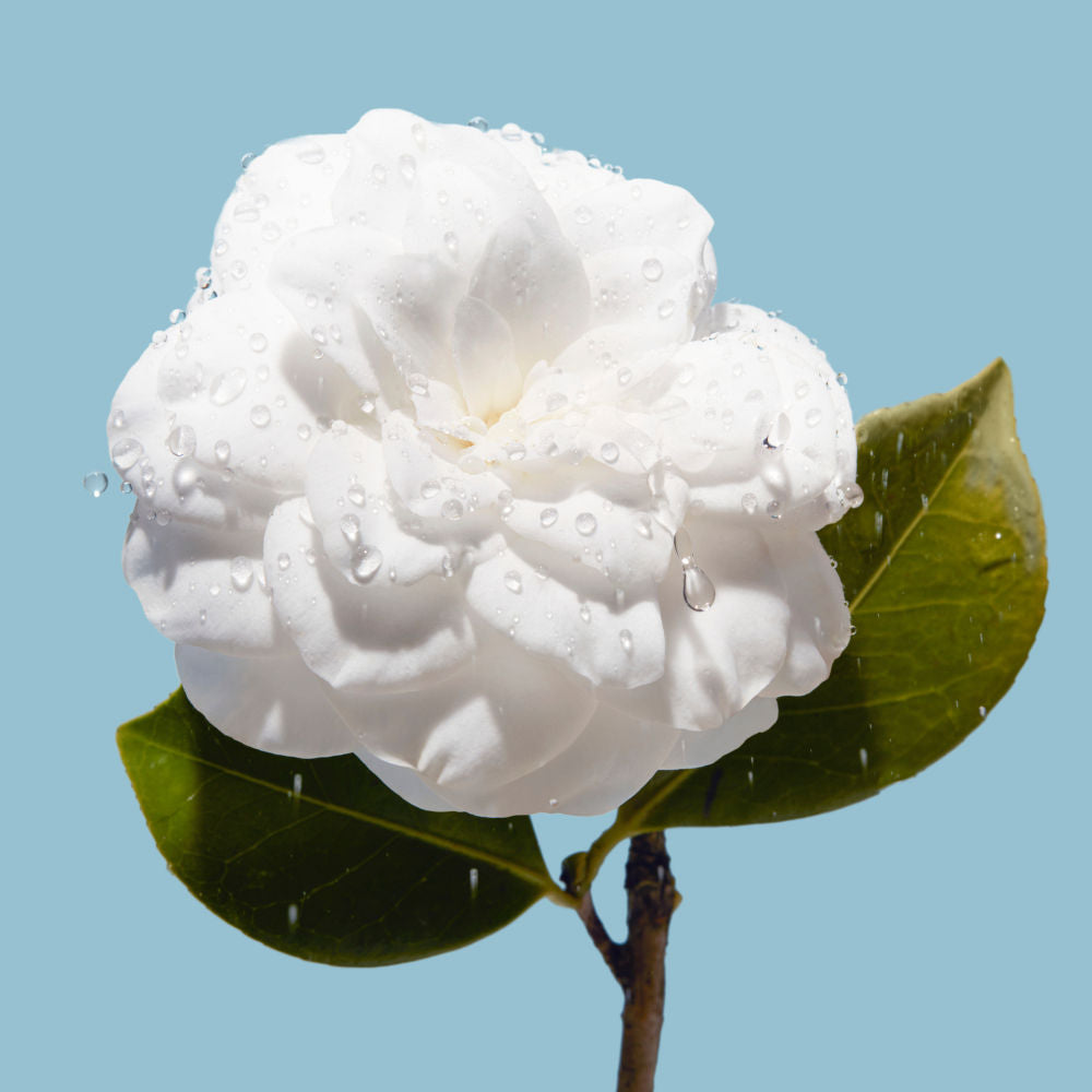 CHANEL HYDRA BEAUTY MICRO CREME - REFILL, 50g
